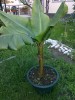 Bananieri(musa cavendish,basjoo,dwarf red,etc. )
