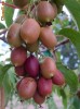 Vand kiwi in varsta de 10 ani, pe rod, Actinidia