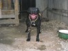 pitbull pentru monta