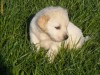 Vand pui Golden Retriver
