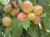 VAND POMI FRUCTIFERI   (PUIETI)