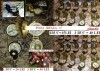 Busole Busola militara  metalica sau plastic cu lupa, fir si rigla pentru calcularea azimutului   Pret 15 lei (3 buc 40 ron)