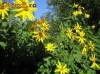 Napi porcesti Helianthus tuberosus