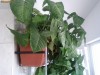 Jardiniera 60cm planta taratoare