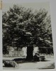  IASI - TEIUL LUI EMINESCU  - carte postala circulata anul 1966 / vedere / ilustrata
