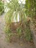 Clorophytum