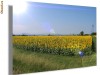 Poza ta poster pe hartie foto lucioasa, rezistenta la apa