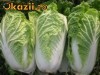 Seminte Varza Chinezeasca  Michili 