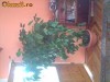 TRANDAFIR JAPONEZ 1,6 M