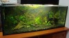 Decor (amazonian) pentru acvariu