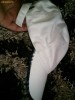 sapca burberry