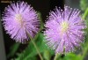 Seminte Mimosa pudica (Arborele de matase)