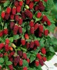 ZMEUR ROSU, Hibrid englezesc, Tayberry (fara spini)