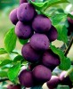PRUNE URIASE (mari, cat un Mar obisnuit) - STOC TERMINAT !!! - COMENZI de la 1-Septembrie-2012