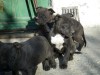 femelutza pitbull 3 luni
