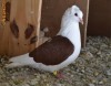 porumbei randuniele rosu 3 perechi din 2011 Germania
