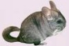 Chinchilla