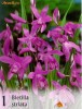ORHIDEE JAPONEZE - Bletilla Striata