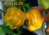 Seminte ardei iute chili  Habanero Mustard  -soi pretios, pentru cunoscatori
