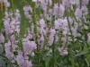 Fisostegia virginiana - flori de gradina