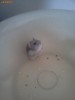 Hamsteri Pitici Asiatici