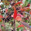 Atbusti fructiferi - ARONIA