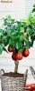 PAR PITIC, ROSU (de tip BONSAI, special pt. BIROU, BALCON, TERASA)