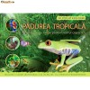 Padurea Tropicala