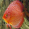 Oferta Discus
