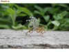 Brosa 14k