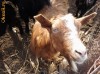 Lapte de capra de vanzare 5lei litrul si branza de capra 20 lei kg