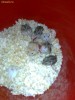 vand hamsteri pitici