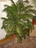 Planta ornamentala verde decorativa pentru apartament casa vila