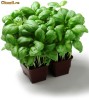 Busuioc genovez in ghiveci proaspat - Plante aromatice si condimente