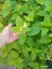 ROINITA ( MELISSA OFFICINALIS) SAU IARBA STUPARULUI