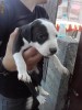 VAND PUI PITBULL 350 LEI