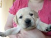 pui labrador retriever