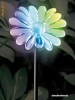 Floare luminoasa ce isi schimba culoarea!
