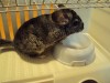 Chinchilla mascul ieftin si frumos