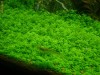Hemianthus cuba -plante acvariu gazon