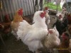 cocosi brahma