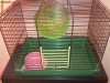 VAND COLIVIE HAMSTERI SAU PAPAGALI
