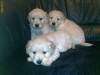 Vand Pui Golden Retriever