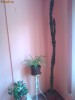 CACTUS,  aprox. 235 cm
