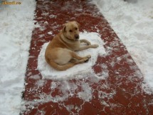 Labrador Retriever Auriu Pentru Monta