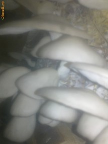 pastravi de fag foto