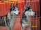 husky
