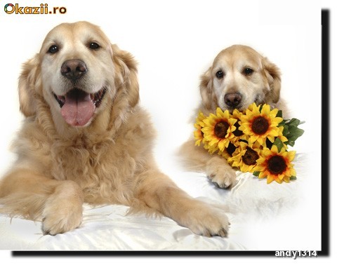 FOTO ANIMALE IN STUDIO foto mare