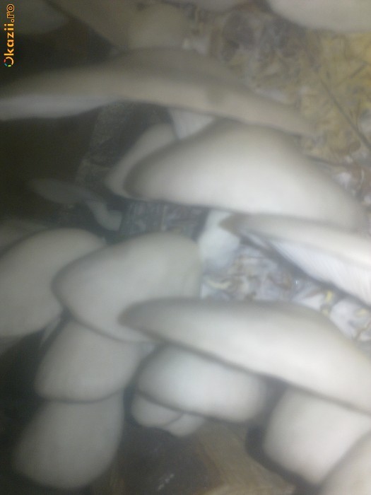 pastravi de fag foto mare