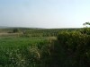 VAND VIN DE TAMAIOASA ROMANEASCA,TUICA NATURALA